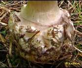Muchomůrka porfyrová (Amanita porphyria)
